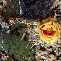 Flower with spikes